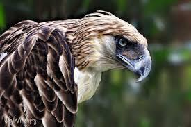 Philippine Eagle Picture