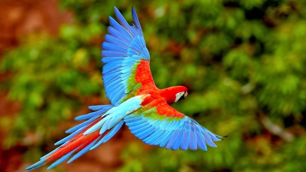 Picture Scarlet macaw