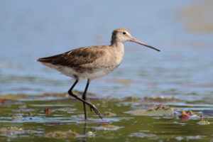 Picture of Black-tailed Godwit 