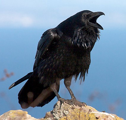 Picture of Common Raven
