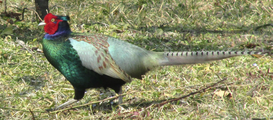 Picture of Green Pheasant