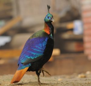 Picture of Himalayan Monal 