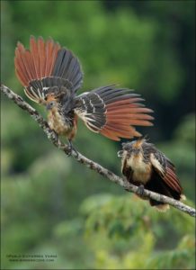 PICTURE OF Hoatzin 