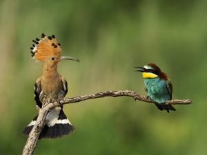 Picture of Hoopoe 