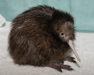 Picture of Kiwis