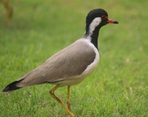 Picture of Lapwing 