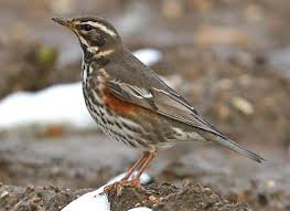 Picture of Redwing