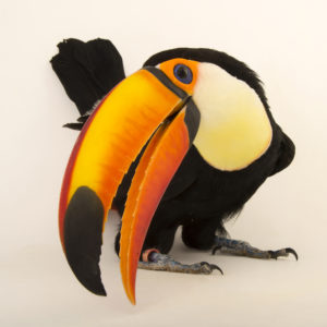  Picture of Toucan