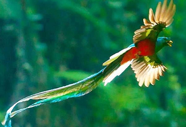 Quetzal Pics