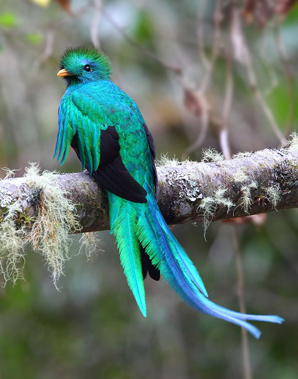 Picture of Quetzal