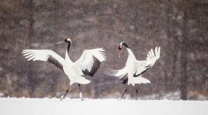 Red-crowned Crane Picture