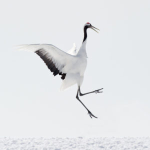 Red-crowned Crane Picture