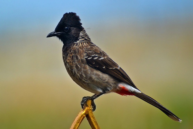 Picture of Bulbul