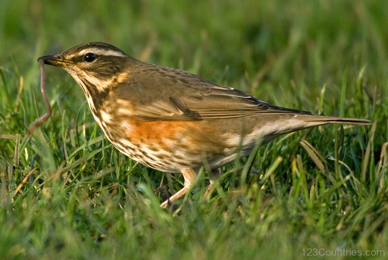 Redwing Picture