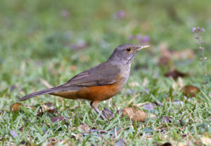 Rufous-Bellied Thrush PICTURE