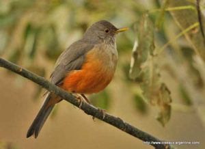 Rufous-Bellied Thrush pics