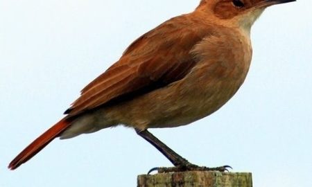 National Bird of Argentina