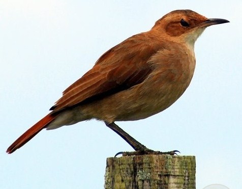 National Bird of Argentina