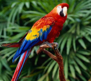 Scarlet macaw Pics