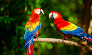 Scarlet macaw Picture