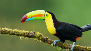 Toucan Picture