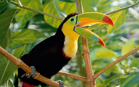 Picture of Toucan