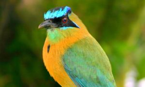 Turquoise-browed Motmot Pics