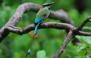 Turquoise-browed Motmot Pics