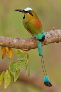 Turquoise-browed Motmot Picture