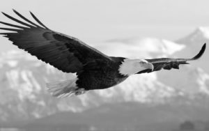 White Eagle Picture