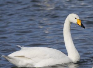 Whooper swan pics