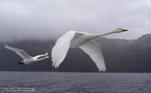 Whooper swan picture