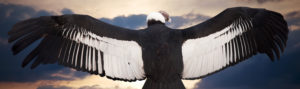 Andean condor: picture