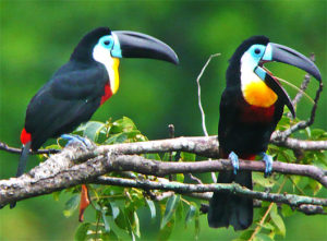 Toucan Pics