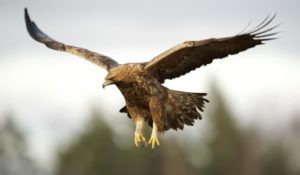 Golden Eagle Pics