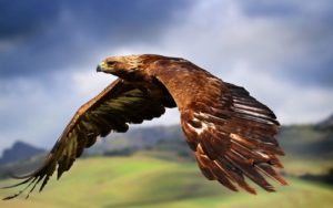 picture of Golden Eagle 