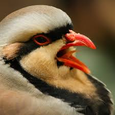 Picture of Chukar partridge 