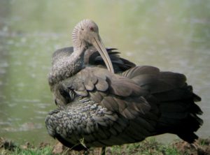 picture of Giant Ibis