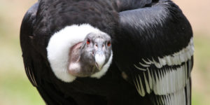 picture of Andean Condor