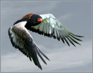 picture of Bateleur Eagle 