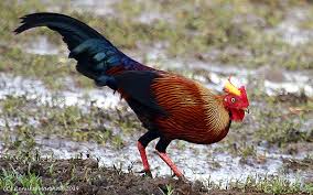 picture of Ceylon Jungle fowl 