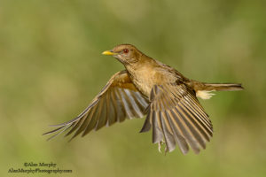 picture of Clay Colored Thrush