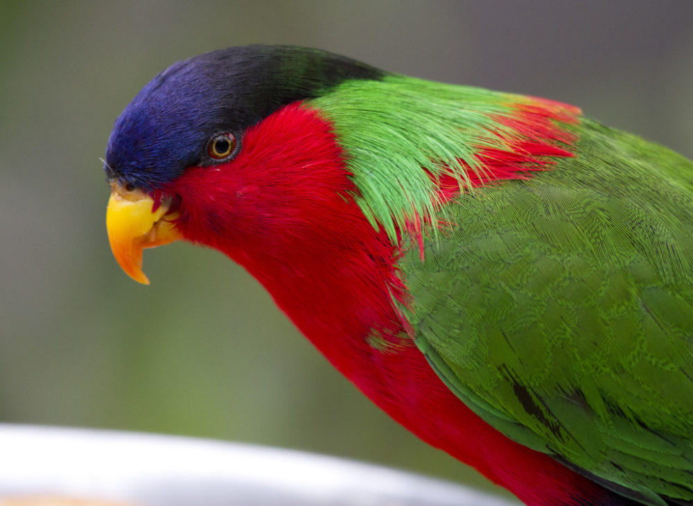 picture of Collared Lory