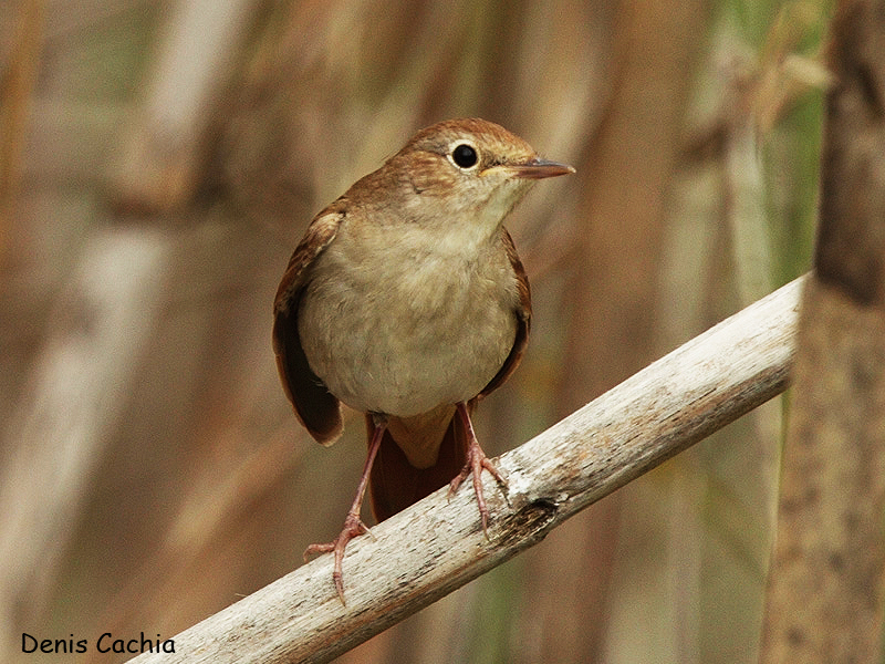 picture of Common Nightingale