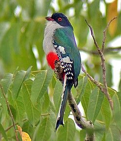 picture of Cuban Trogon (Priotelus temnurus)