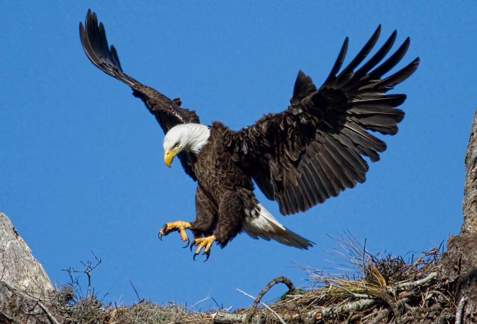 picture of Eagle.