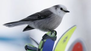 picture of Gray Jay