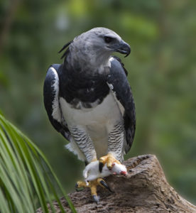 picture of Harpy Eagle