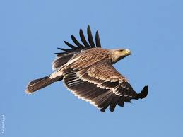 picture of Imperial Eagle