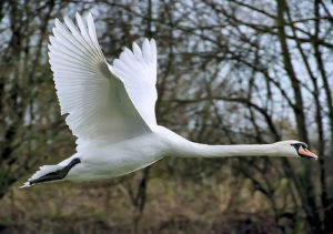 picture of Mute Swan 
